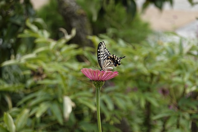 杰森